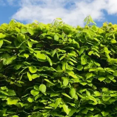 Det kan du forvente af din nye hæk 